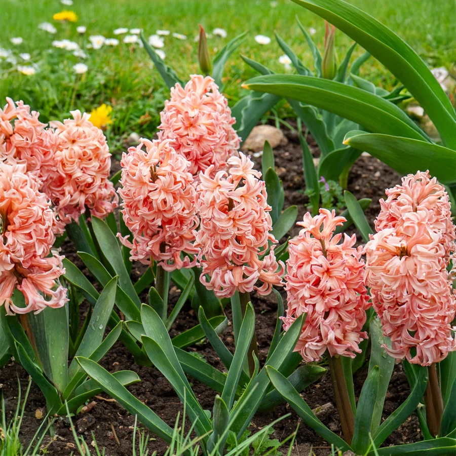 6 Jacinthes Gipsy Queen orange Hyacinthus orientalis gipsy queen
