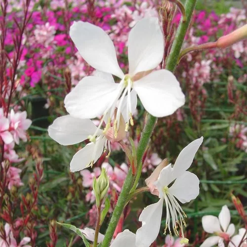 Gaura à fleurs blanches - Le pot de 7,5 litres