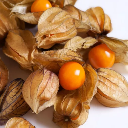 Bio zaden van Physalis Cerise de terre