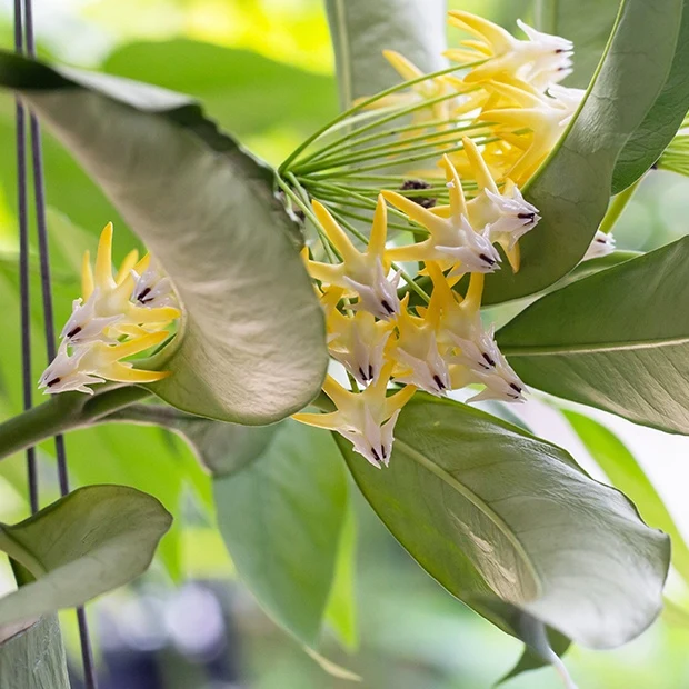 Fleur de porcelaine : Hoya multiflora Hoya multiflora
