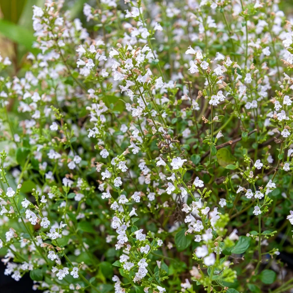 Calament Menthe Calamintha sylvatica Menthe
