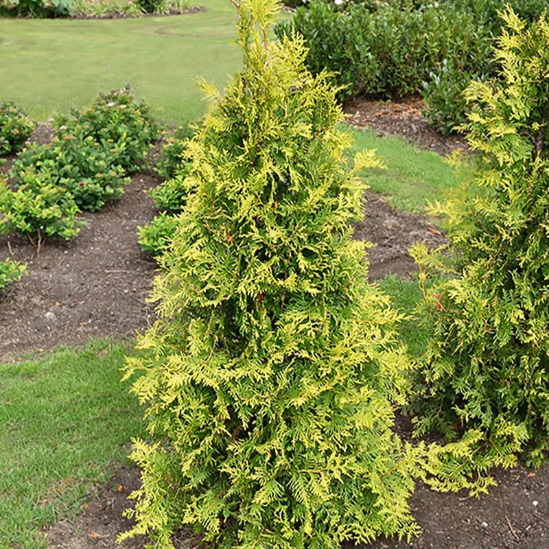 Thuya d'Occident Golden Smaragd Thuja occidentalis golden smaragd