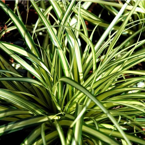 Carex ou Laîche à feuillage coloré. Le pot de 7 litres
