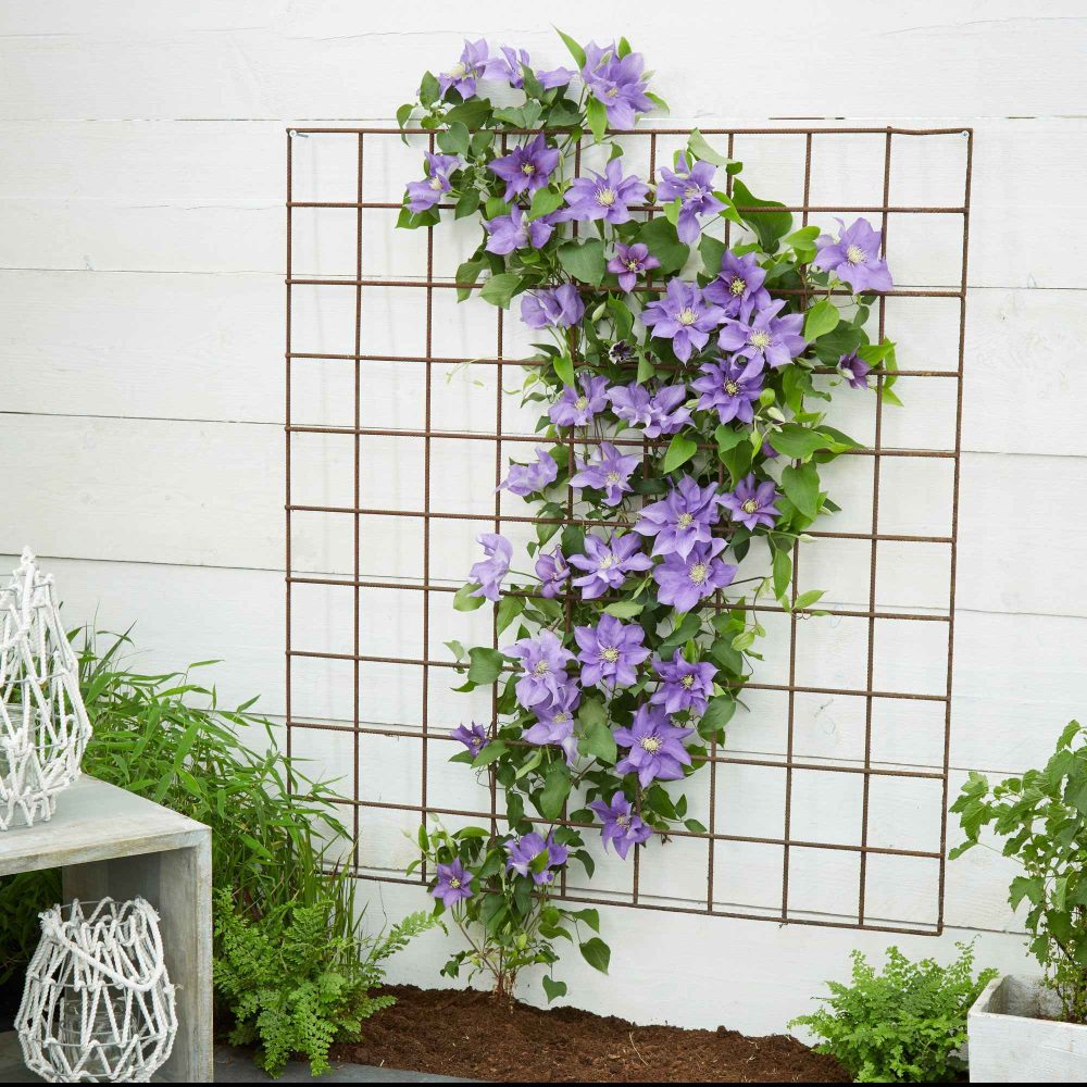 Clématite Olympia Clematis 'olympia'