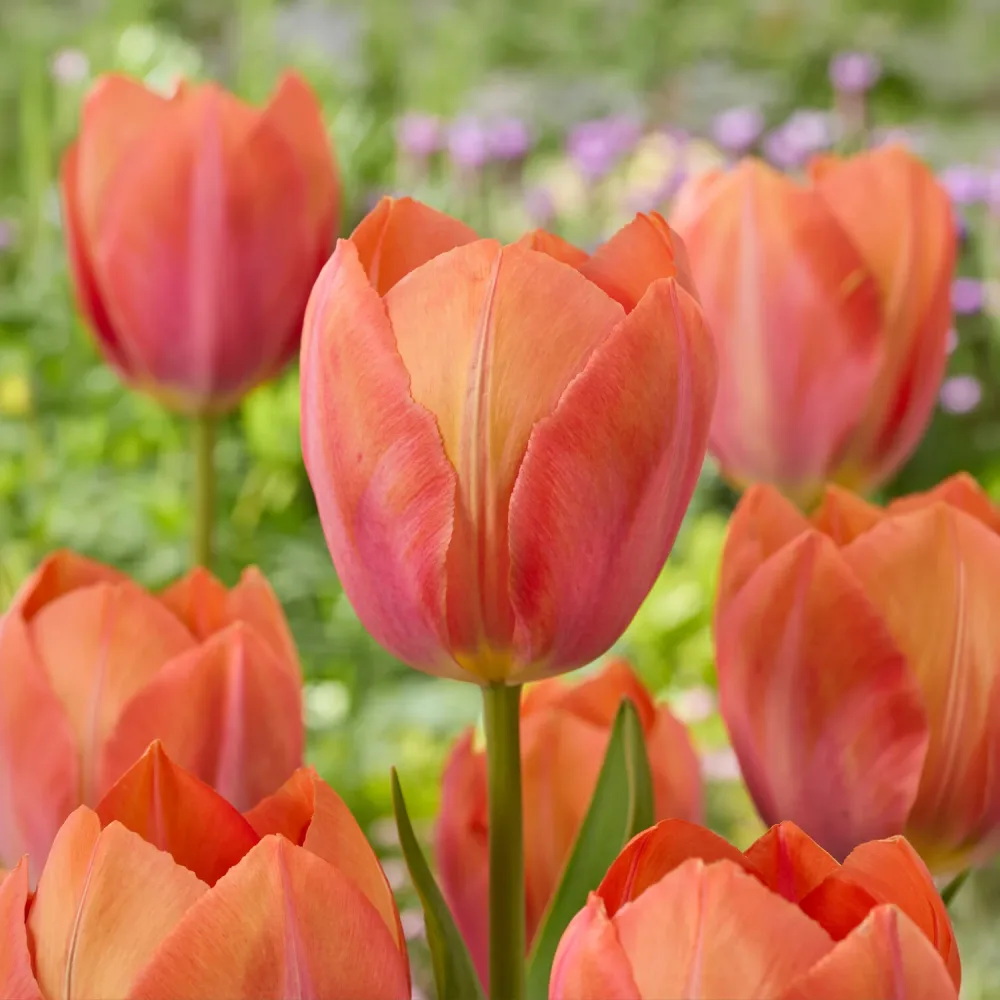 Tulipe Darwin Apricot van Eijk Tulipa Apricot van Eijk
