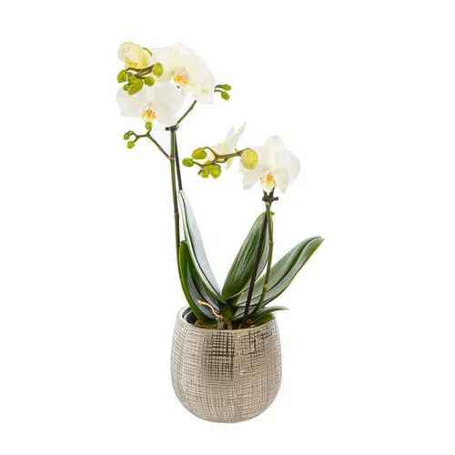 Phalaenopsis 2 brins avec cache pot en céramique. Le pot Ø 12 cm