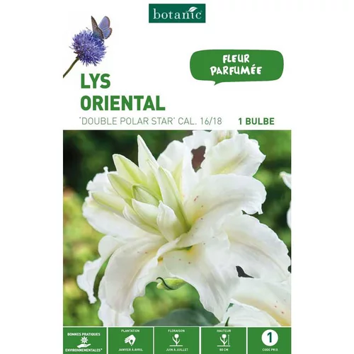 Lys Oriental Double Polar Star blanc botanic® - 1 bulbe