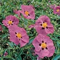 Cistus varié multicolore en pot de 3 L