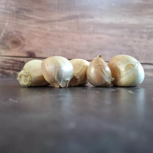 Teentjes van biologische olifant knoflook