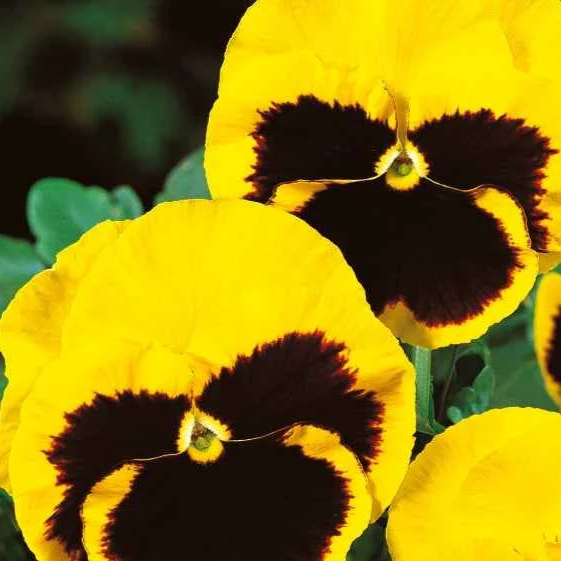 Pensée géante de Suisse Rhinegold Viola x wittrockiana rhinegold