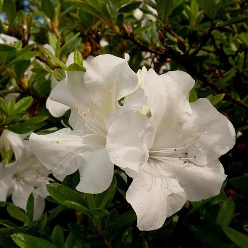 Azalée (Azalea) Encore Ivory blanche. Le pot de 4 litres