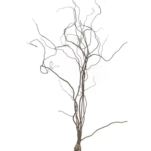 Botte de Salix Tortusa 5 branches - 100/120 cm