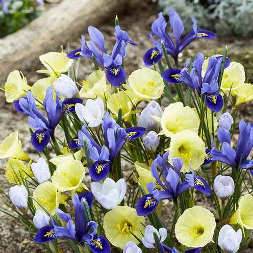 35 Bulbes de fleurs Early Bird en mélange Iris Harmony, Crocus Blue Pearl, Narcissus Oxford Gold