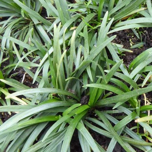 Ophiopogon japonicus Minor Ophiopogon japonicus minor