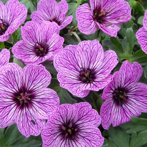 Géranium vivace Laurence Flatman Geranium cinereum laurence flatman