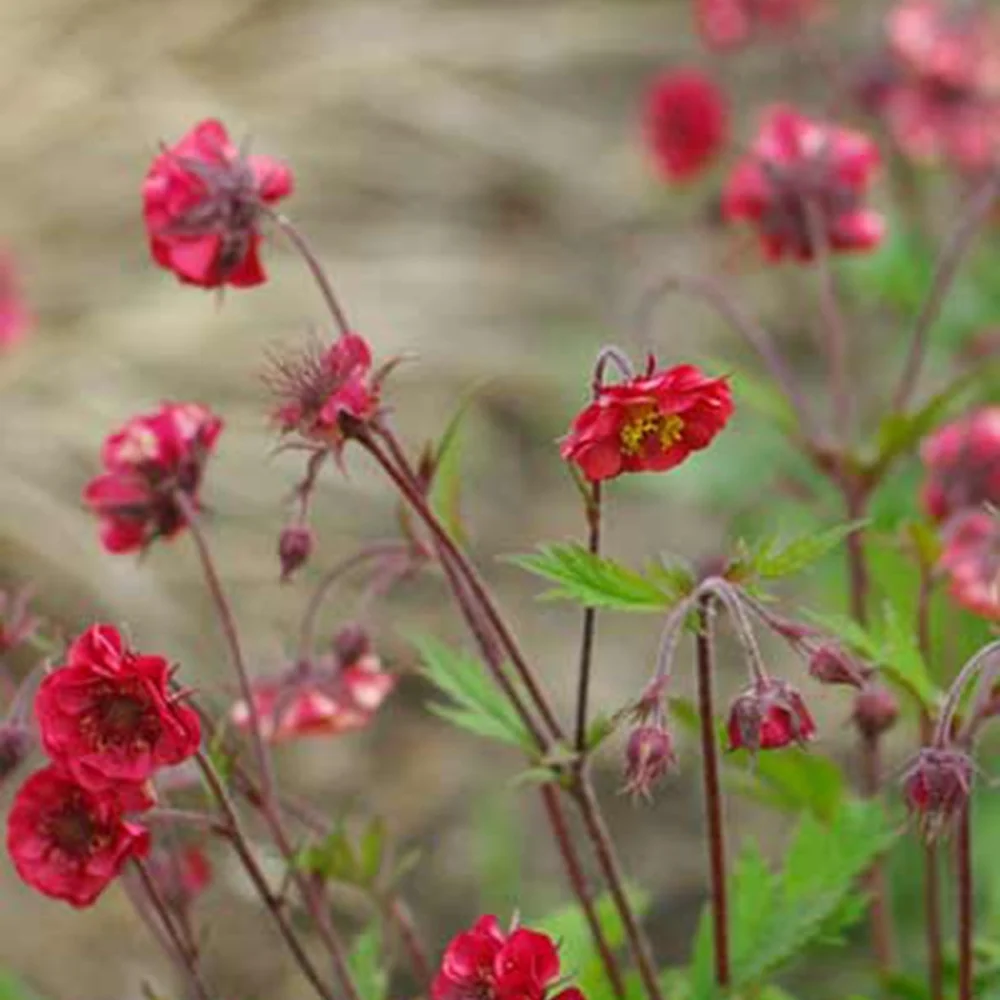 Benoîte Flames of Passion Geum flames of passion ®