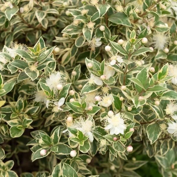 Myrte commun Variegata Myrtus communis Variegata