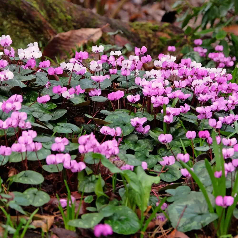 3 Cyclamens de l'île de Cos roses Cyclamen coum