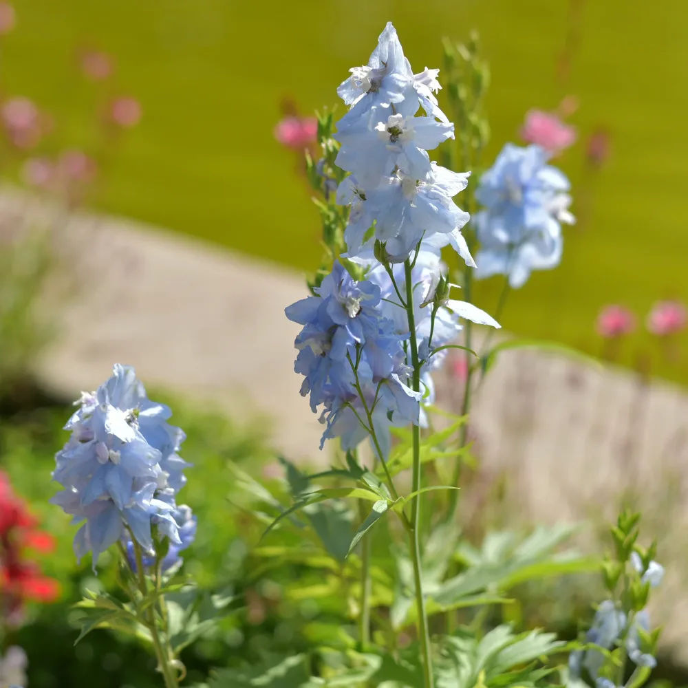 Delphinium Cliveden Beauty Delphinium ( belladonna group ) cliveden beauty