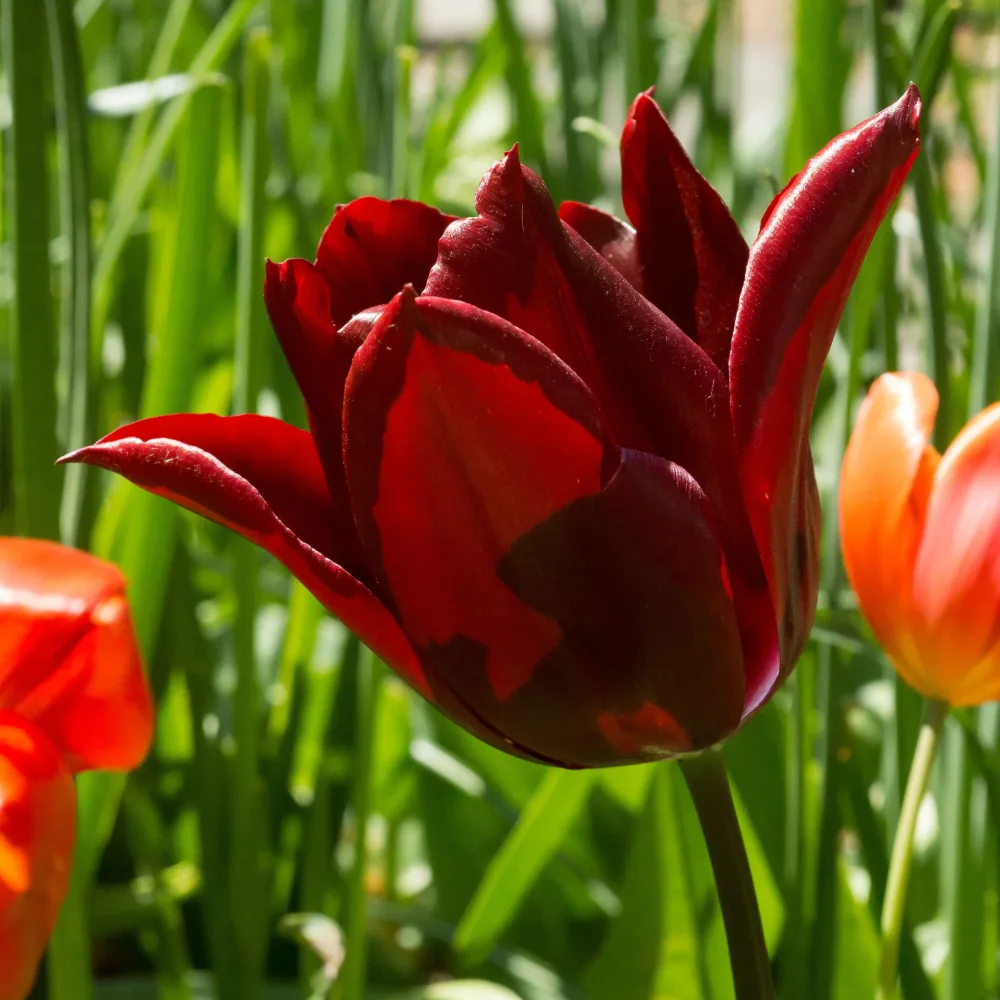 8 Tulipes Merlot Tulipa merlot