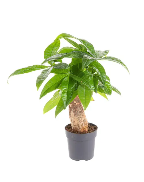 Pachira aquatica (Châtaignier de Guyane) vert. Le pot Ø 21 cm
