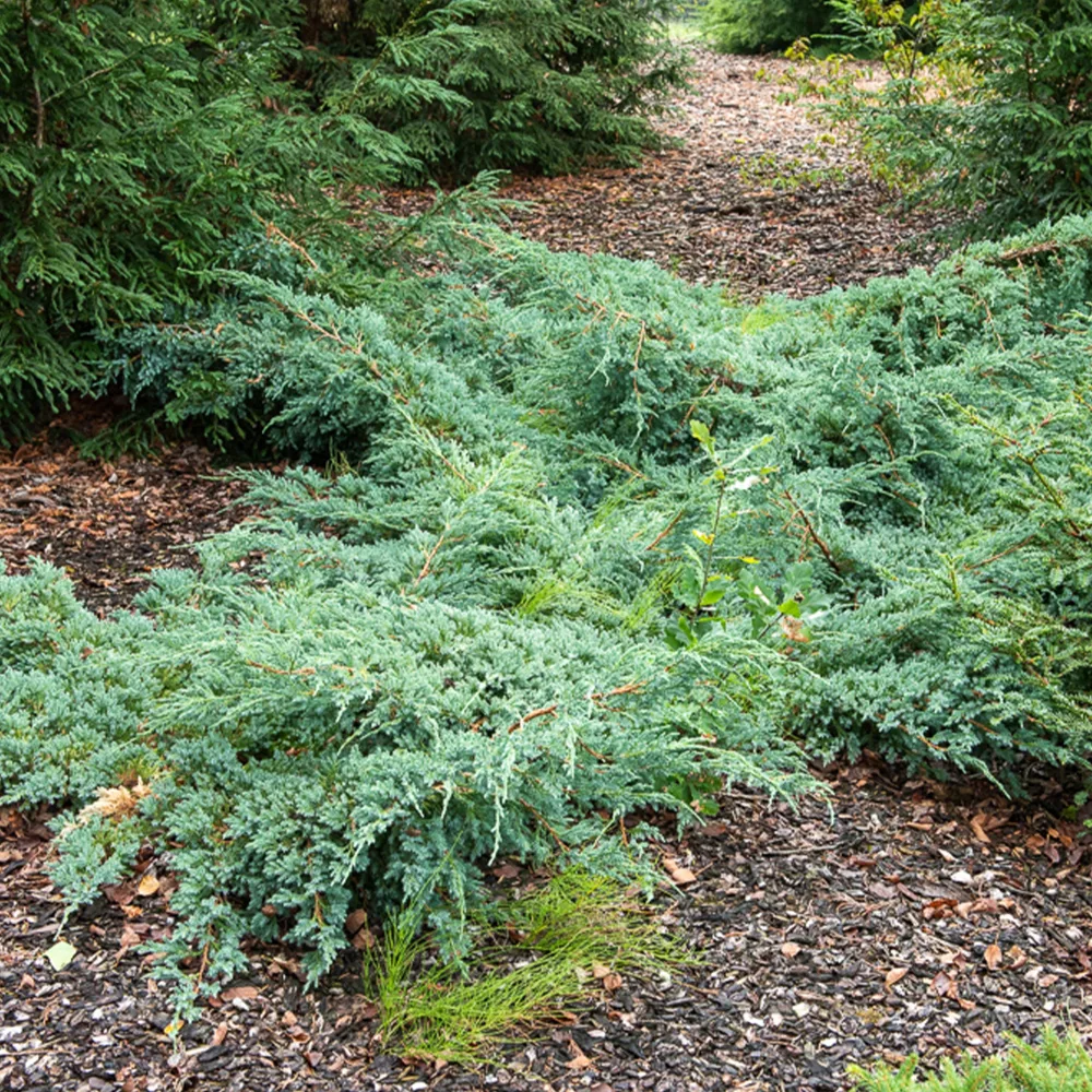 Genévrier rampant Blue Carpet Juniperus squamata Blue Carpet