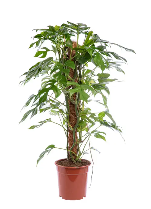 Monstera minima vert. Le pot Ø 12 cm