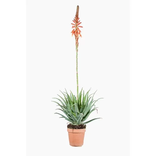 Aloe Spinosissima le pot de 12 L vert