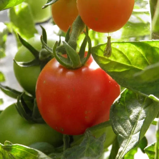 Bio zaden van Tomaat Coeur de Boeuf Orange
