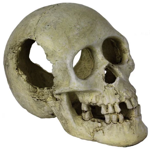 Décor pour vivarium en résine coloris blanc crâne humain Reptile Planet Sleeping Hollow Skull - 16 x 10 x 12 cm