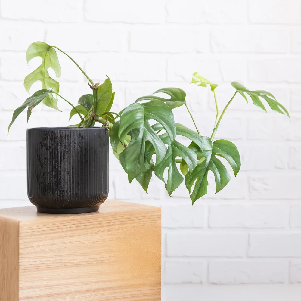 Monstera Minima Monstera Minima