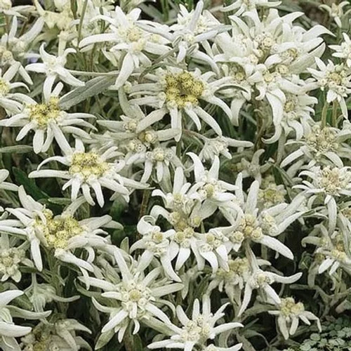 Edelweiss de l'Abbe Soulie - Le pot de 2 litres