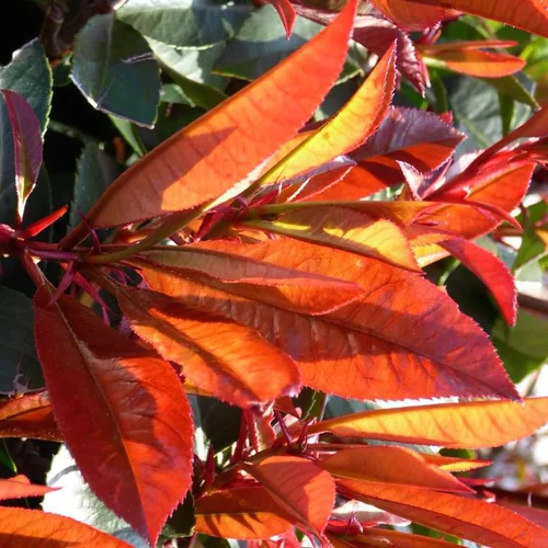 Photinia Red Robin® en pot de 3 L rouge