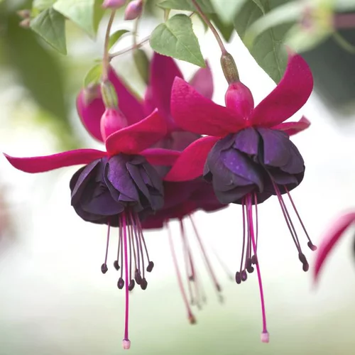 Fuchsia à fleurs multicolores. Le pot de 17 cm