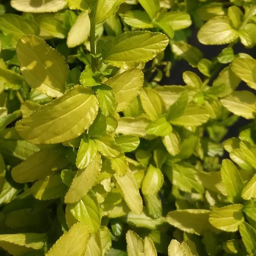 Ceanothe Thyrsiflorus African Queen. Le pot de 4 litres