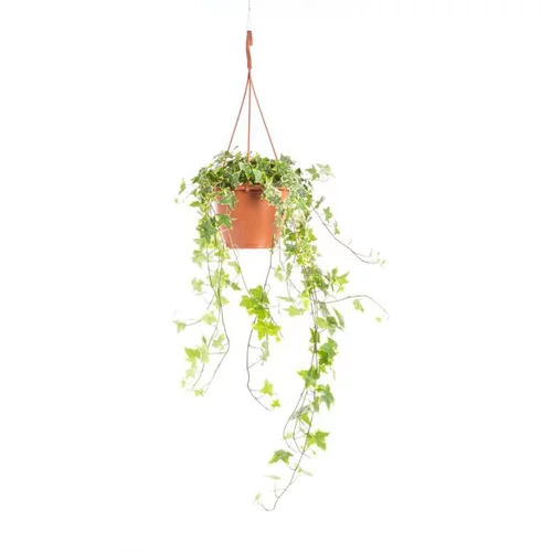 Hedera Gold Child Panaché suspension Ø17xH70 cm