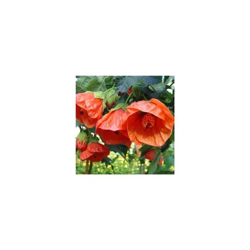 Abutilon - Le pot de 1 litre