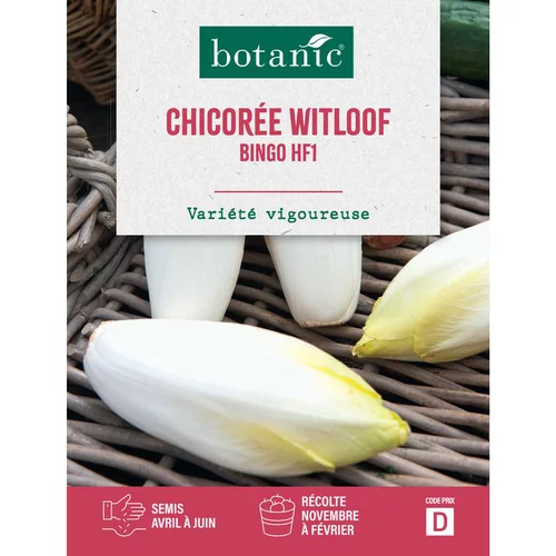 Graines de chicorée witloof zoom endive HF1 botanic® - graines à semer