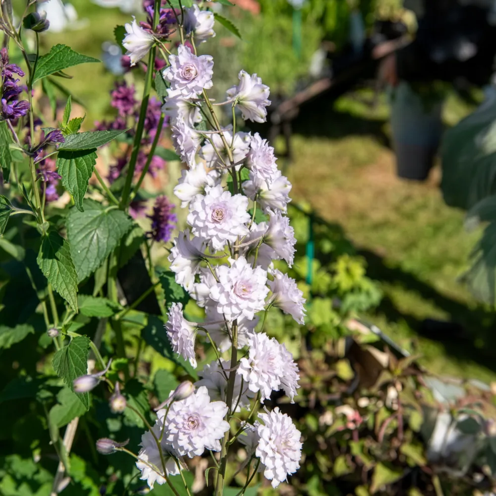 Delphinium Highlander® Cha-Cha Delphinium cha cha ( highlander series )