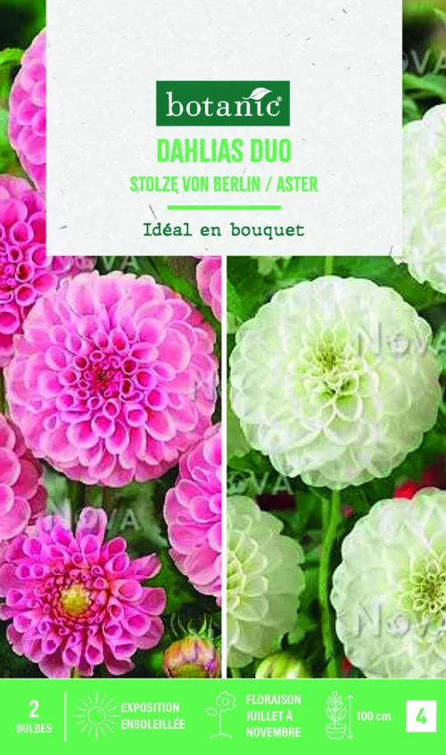 Bulbes de fleurs duo de Dahlias pompon Stolze Berlin / White Aster botanic® - 2 bulbes