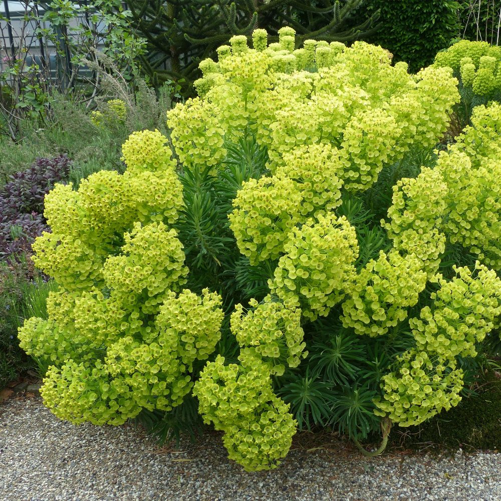 Euphorbe des garrigues Wulfenii Euphorbia characias ssp. Wulfenii