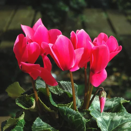 Mini Cyclamen - La jardinière de 50 cm