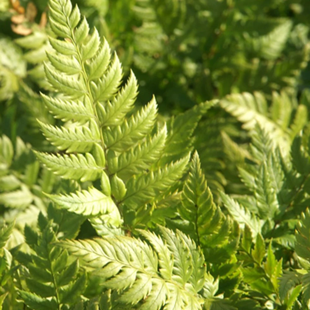 Aspidie rigens - Fougère Polystichum rigens