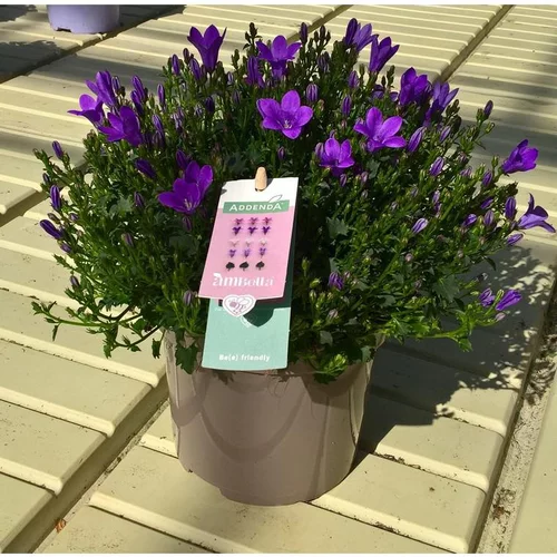 Campanule Addenda Intense Purple Ambella®. Le pot de 1 litre