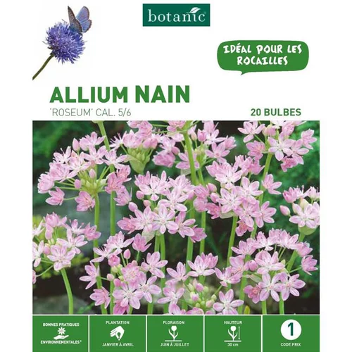 Allium roseum rose botanic® - 20 bulbes