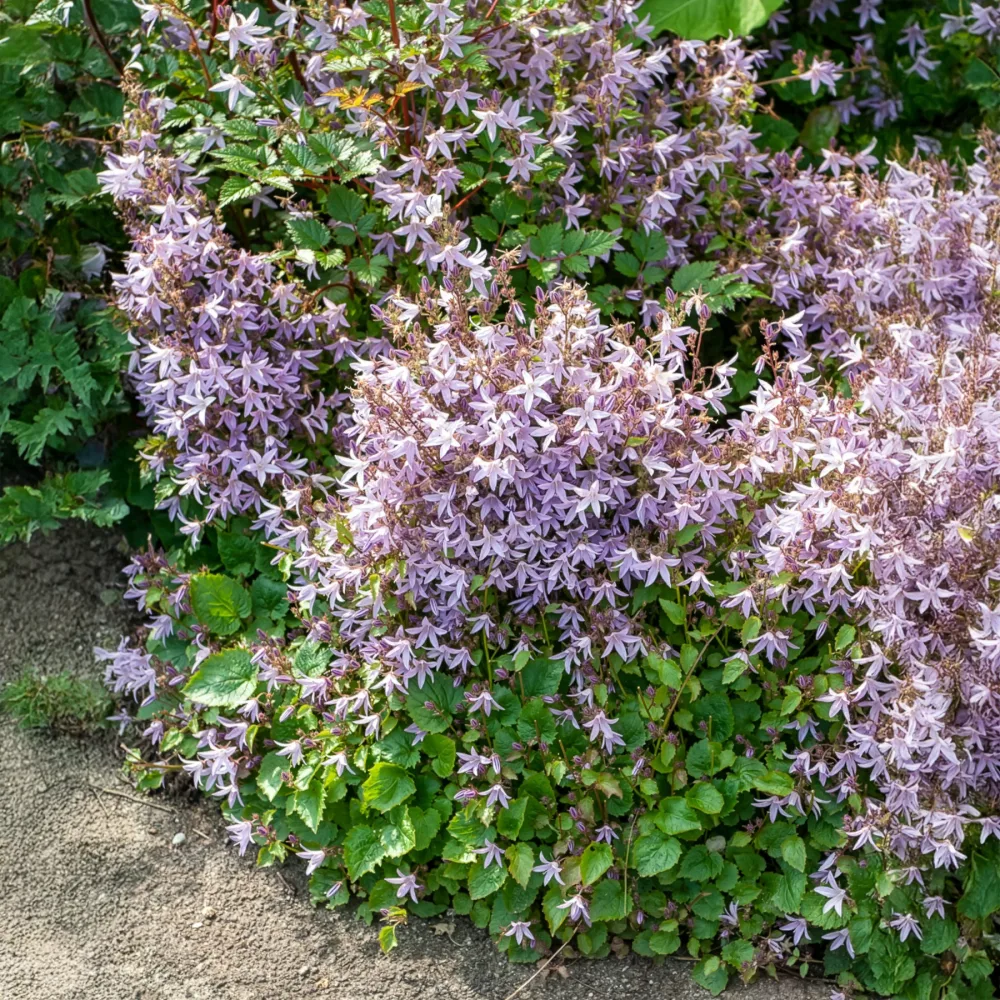 Campanule des murets Lisduggan Campanula poscharskyana Lisduggan Variety