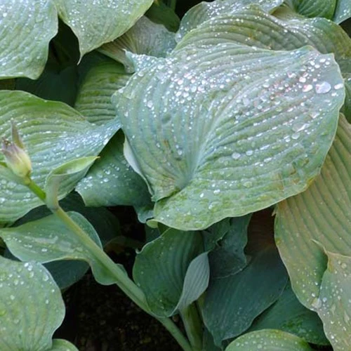 Hosta Blue Angel Hosta hybride blue angel