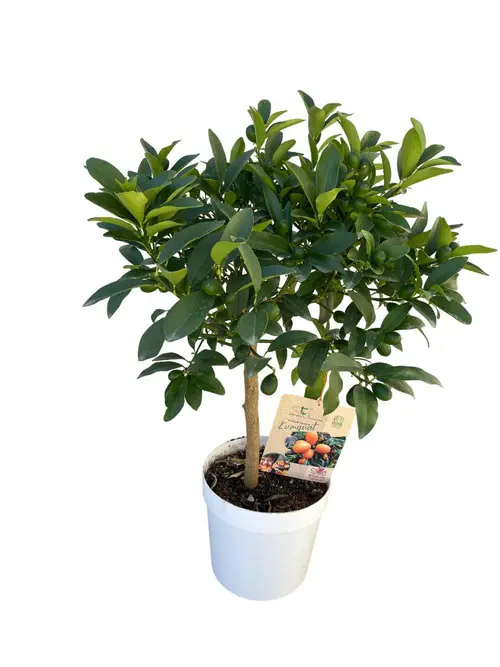 Kumquat Fukushu (Obovata) 1/4 tige coloris orange - 5 L
