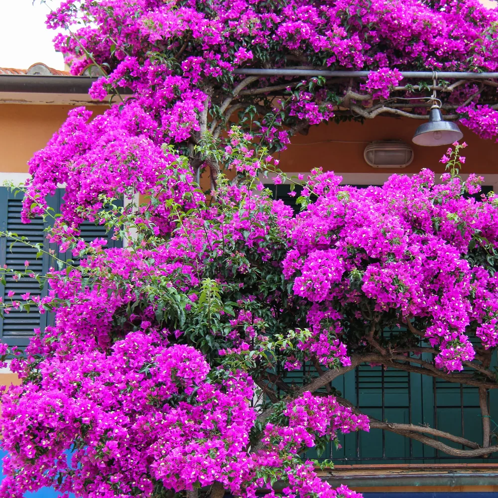 Bougainvillier Violet Bougainvillea purple