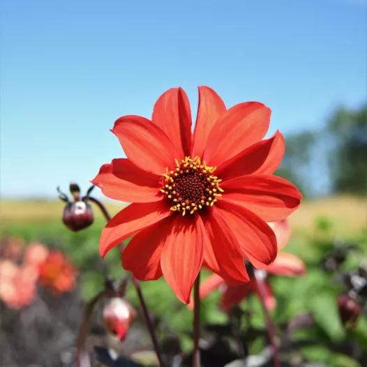 Bio zaden van Dahlia Bishop's Children